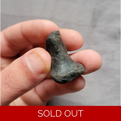 Very Rare Giant Bear Dog Paw Digit Bone Fossil Mammal From Florida